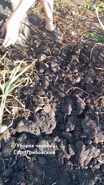 уборка чеснока смотреть онлайн