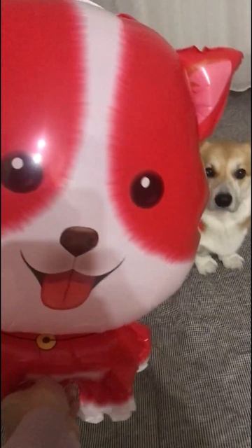 В этом доме должен быть только один корги🐶 #корги #соб смотреть онлайн