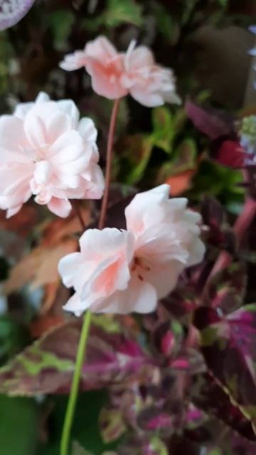 Пеларгония Леона Галактика # shorts #пеларгонии #леонагал смотреть онлайн