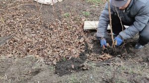 Самый лучший способ размножения сортового фундука .