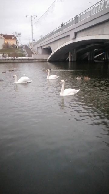 Парад Лебедос С 23 Февраля мужчин и парней Минск/Minsk Belaru смотреть онлайн