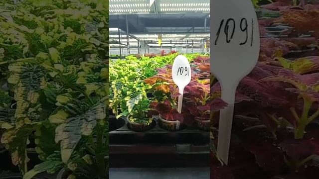 Колеусы Вегетативные/более 140 сортов.Обзор Укоренённы смотреть онлайн