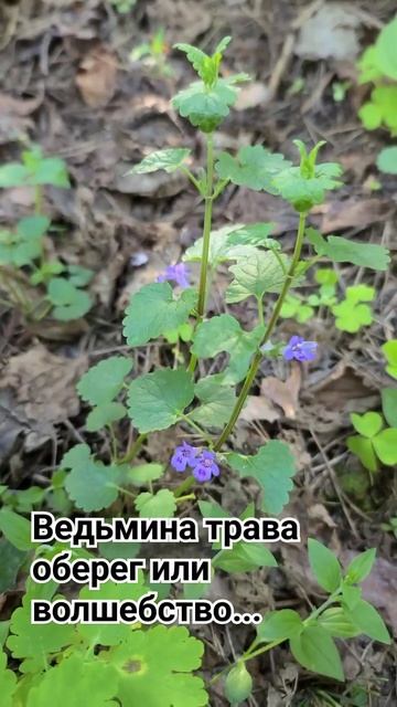 Ведьмина  трава. Просто оберег или мощный инструмент  ?