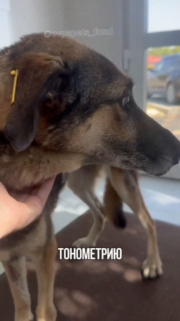 Собака много лет жила на рынке, сейчас у нее есть серье смотреть онлайн