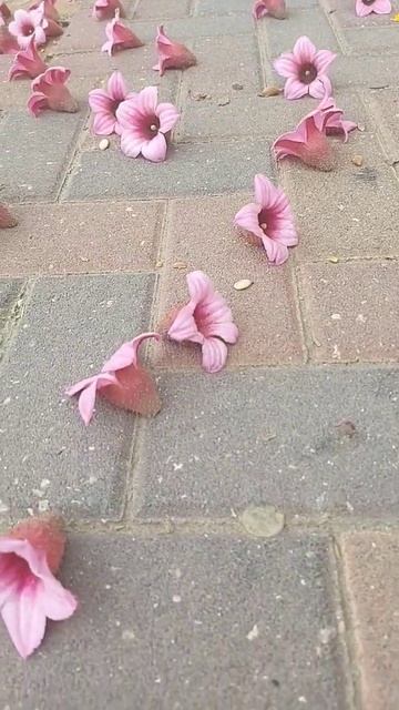 Цветочки с дерева упали...Как они прекрасны!💖 смотреть онлайн