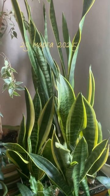 Комнатные растения переехали.🪴🪴🪴 Сансевиерии расц смотреть онлайн