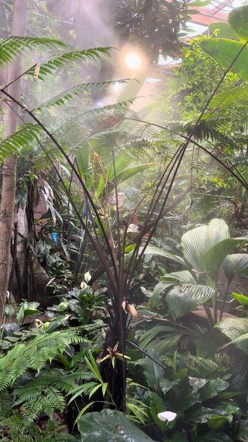 Тропический лес в Бразилии смотреть онлайн