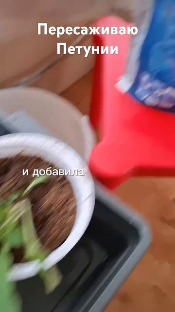 Пересадка петуний. Удобрение. Грунт. #петунии #осмокот смотреть онлайн