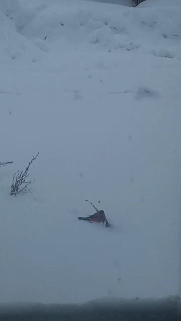 Что они едят? Слежка за #снегирь #птица #зима #февраль #в смотреть онлайн