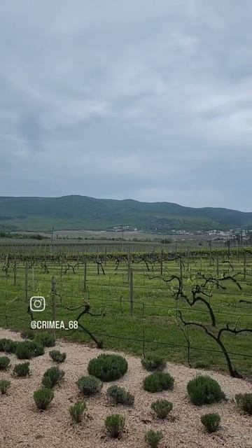 Виноградник "Золотой балки" Балаклава Севастополь #ви? смотреть онлайн