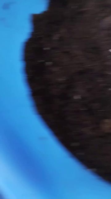 Физалис 🌱 #рассада #garden #доброеутро #огород #дача #цвет смотреть онлайн