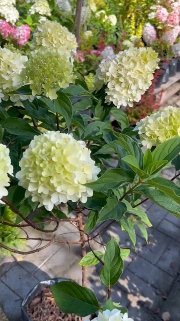 Штамбовая гортензия смотреть онлайн