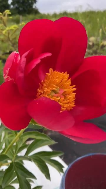 Пион молочноцветковый/Paeonia lactiflora Scarlet O'Hara. смотреть онлайн