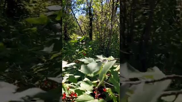 Промежуточный результат есть связь крупная голубика смотреть онлайн