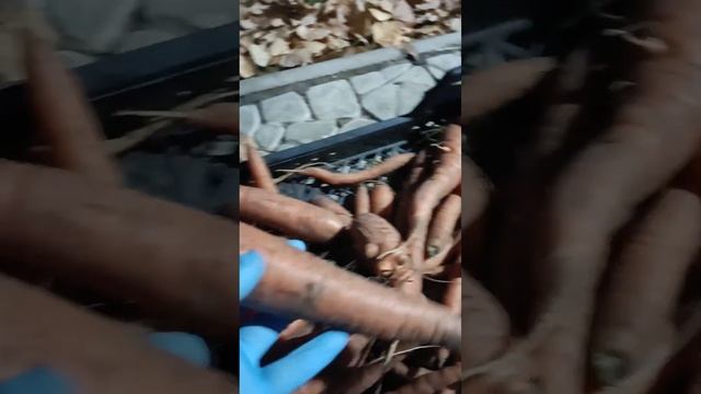 Гигантская морковь. 23 сентября 2024 г. смотреть онлайн