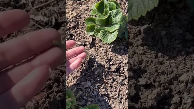 Лучшая подкормка для клубники 🔥 🍓👌 #клубника #урожа смотреть онлайн