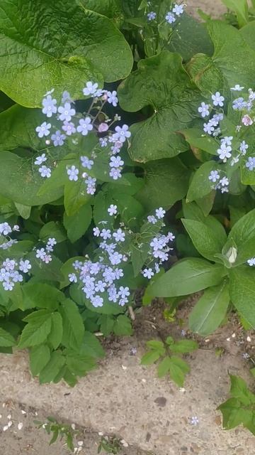 Незабудки смотреть онлайн