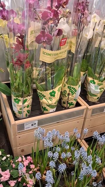 Обзор нового завоза орхидей-бабочек в REWE #orchidsgarden #orchid # смотреть онлайн