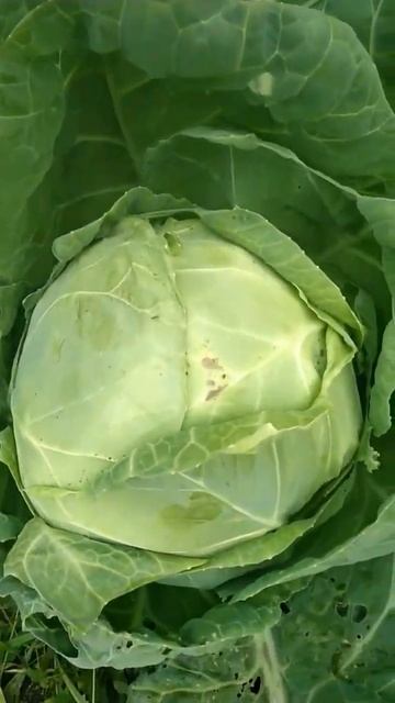 в огороде пусто выросла капуста😊 смотреть онлайн