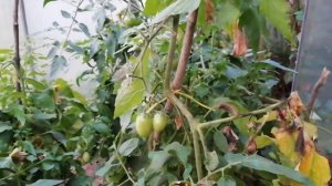 Не все сорта помидор повреждаются Белокрылкой
