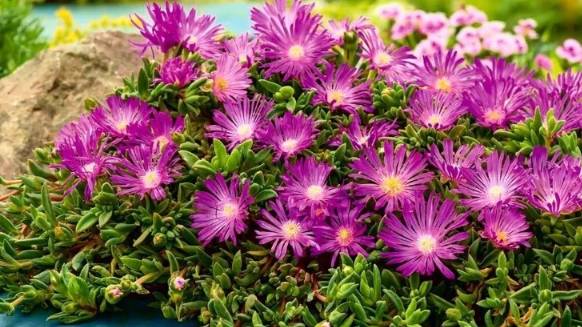 Цветок делосперма: уход и выращивание смотреть онлайн