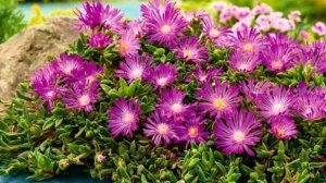 Цветок делосперма: уход и выращивание