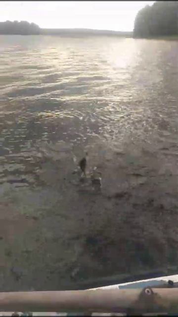 Клёвый день и настроение!🤣Рыбалка на Онего в Карелии. смотреть онлайн