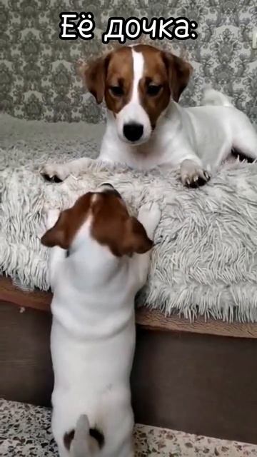 Прошло 2 года, а ничего не изменилось! 🐶 #собака #щенки смотреть онлайн