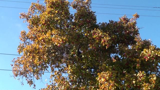 Боярышник. Новомосковск, 23 октября 2017 год