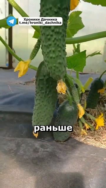 Вы будете собирать огурцы мешками, если добавите ложк? смотреть онлайн