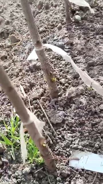 Персик Хасанский Железова -- как подвой для южных перс? смотреть онлайн