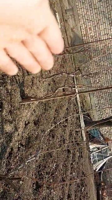 Виноград. Зимняя время/ мои Виноградники  #огород #shorts #