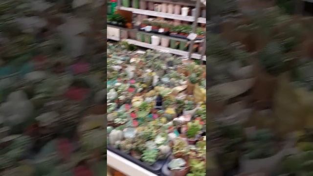 ОБИ — НОВОГОДНЯЯ МЕГА  — ЕКАТЕРИНБУРГ — 22 ДЕКАБРЯ 2024 #