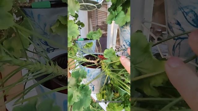 Пеларгонии зонартики, гибридные, зональные. Какие они? смотреть онлайн