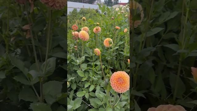 РОСКОШНЫЕ ГЕОРГИНЫ #милыйсад смотреть онлайн