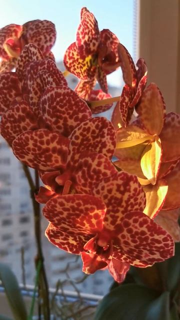 Орхидея Дикий кот #orchid #цветы #орхидеи смотреть онлайн