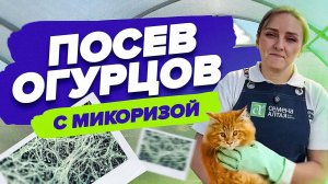КАК ПОСЕЯТЬ ОГУРЦЫ, ЧТОБЫ БЫЛ БОЛЬШОЙ УРОЖАЙ
