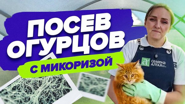 КАК ПОСЕЯТЬ ОГУРЦЫ, ЧТОБЫ БЫЛ БОЛЬШОЙ УРОЖАЙ