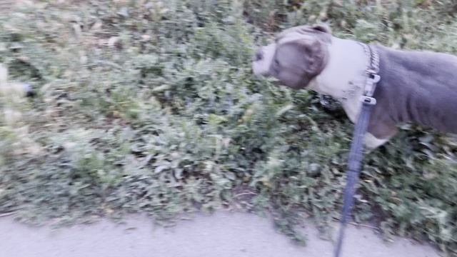 Как научить собаку команде 