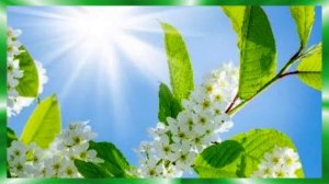 Мосточек Надежда Соколова и Алексей Несветов сл и муз Николай Засидкевич Авт НРудакова