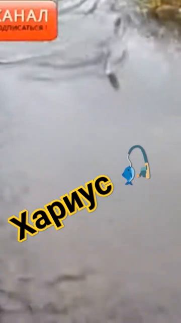 Ловля хариуса на мормышинг!!!