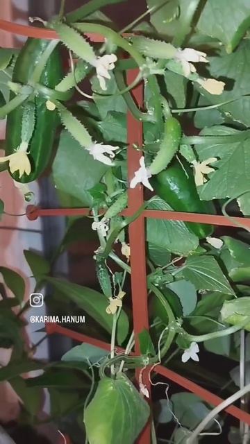 ПИКУЛИ ХОТИТЕ ОГУРЦЫ 😍 #рассада #огород #огурцы #огурц смотреть онлайн