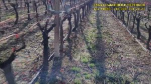 СОВРЕМЕННАЯ V -образная ШПАЛЕРА, ВСЕ ДЕТАЛИ, ПОЛНЫЙ ОБЗ