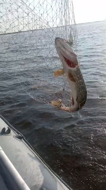 Рыбалка на Каме. заливы Татарстана. #fishing #путешествие #