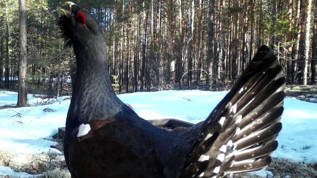 Глухарь_токует смотреть онлайн