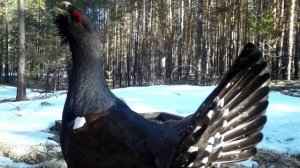 Глухарь_токует