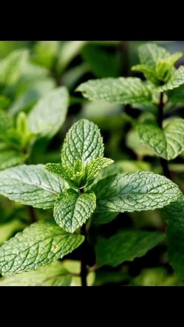 Я мята #в#реки#актив#хейтер#гача#лайф смотреть онлайн