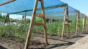 Томаты на 5 июня