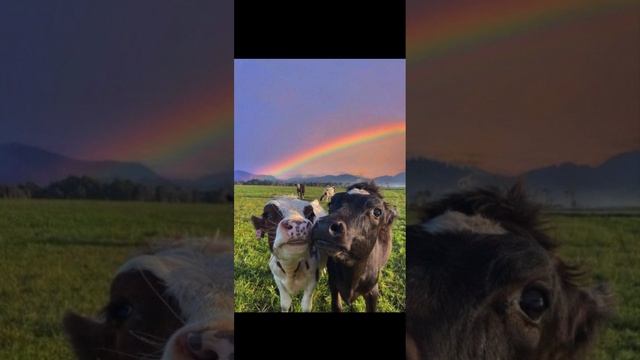 Видео 1 смотреть онлайн