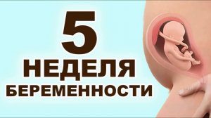 Что происходит с мамой и ребёнком на 5 неделе беременности? 2 месяц беременности. Первый триместр